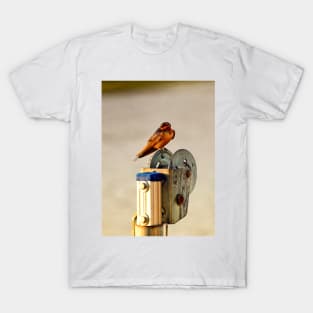 Red-Breasted Swallow T-Shirt